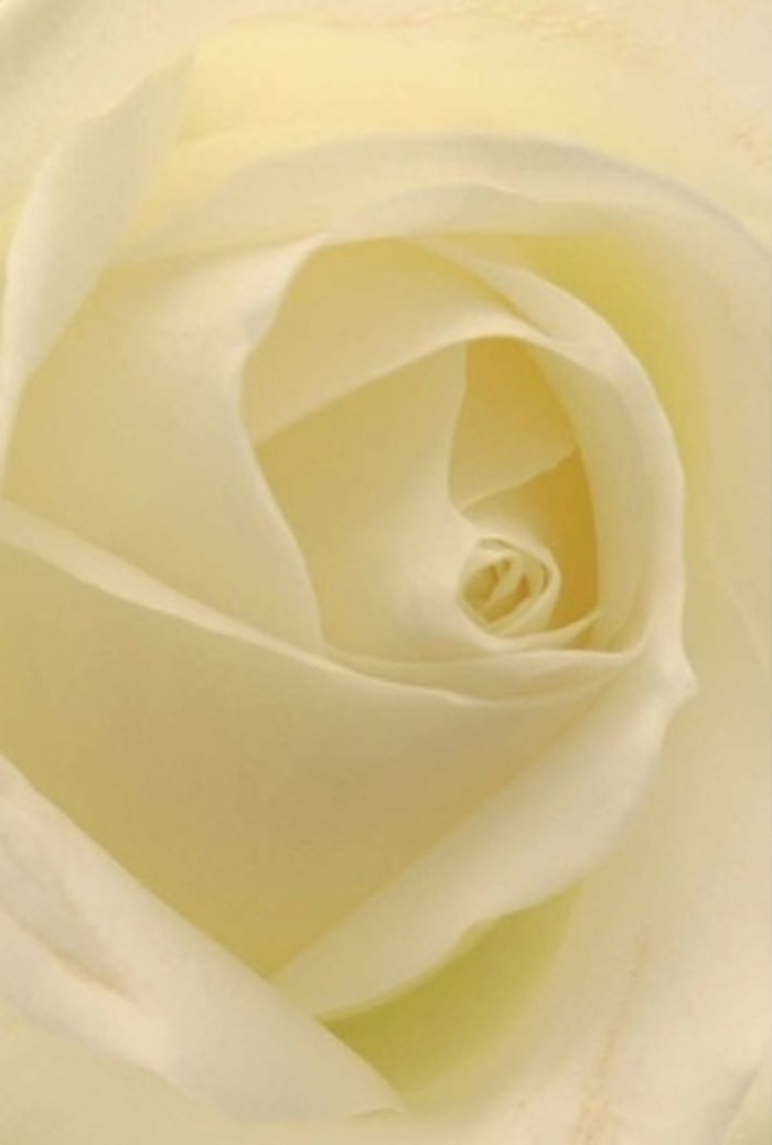 Gazing intimately at this classic white rose, you are drawn into the soft layering and subtle transitions between shades of ivory, cream, and pale yellow. The petals appear illuminated from within, as if gathering every gentle ray of light that dances through Wealdstone's peaceful residential lanes. The spiral core at the heart of the flower radiates quiet strength and purity, speaking volumes without the need for words-just as a meaningful bouquet delivered from a local florist can touch hearts even in moments of silence. The play of light and shadow across the rose's surface adds depth and movement, and the creamy texture suggests silk and serenity all at once. The bloom would be a perfect centrepiece for a wedding at a community hall near Wealdstone's bustling high street, or as an elegant gesture of sincere apology or affection. Its restrained, clean fragrance lingers in the imaginary air, conjuring memories of fresh-cut flowers delivered with care on an early spring morning. Every detail, from the precisely arranged petals to the soothing palette, showcases the expertise and artistry of Wealdstone Florist in bringing natural beauty to any occasion.